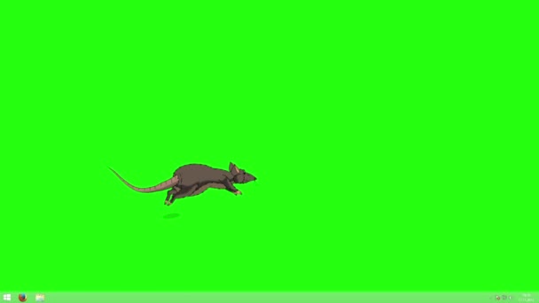 Brown Rat Jumps Back Forth Animated Looped Motion Graphic Isolated — Stock Video