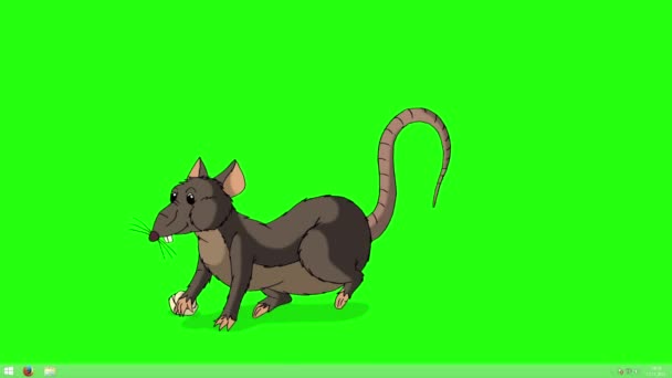 茶色いネズミが這い出てチーズを食べる 緑の画面に隔離されたアニメーションループモーショングラフィック — ストック動画