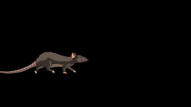 Brown Rat Comes Sniffs Leaves Animated Looped Motion Graphic Alpha — Stock Video