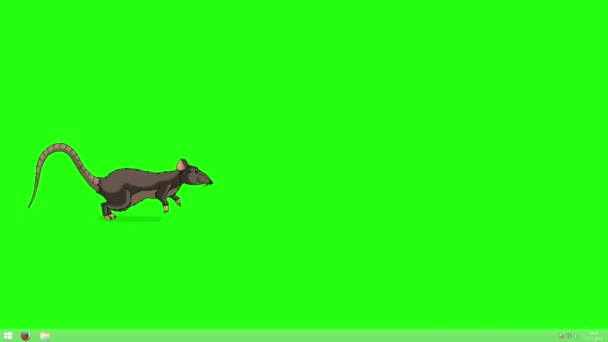 Brown Rat Runs Animation Animated Looped Motion Graphic Isolated Green — Stock Video