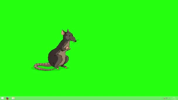 ブラウンラットは立ち上がって何かを嗅ぐ 緑の画面に隔離されたアニメーションループモーショングラフィック — ストック動画