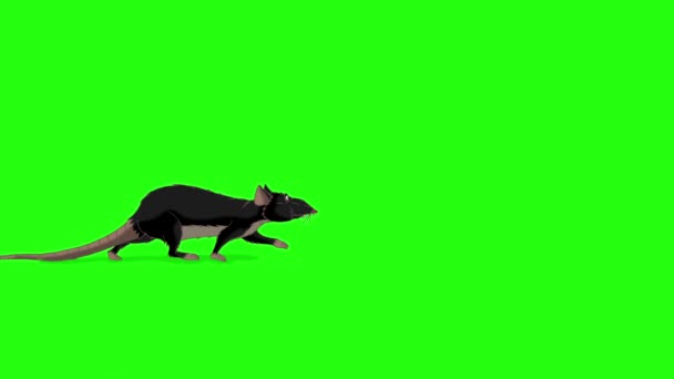 Black Rat Walks Animated Looped Motion Graphic Isolated Green Screen — Stock Video