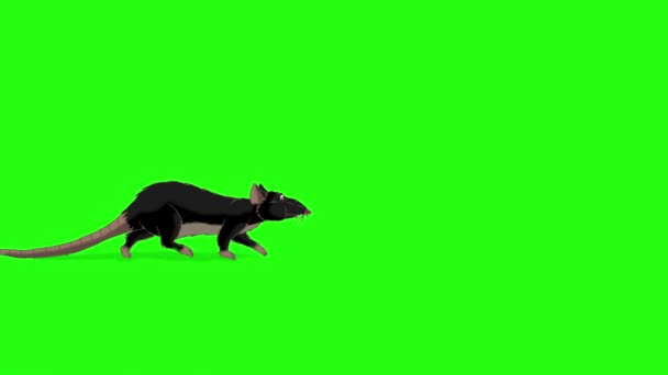 Siyah Sıçan Gelir Koklar Gider Canlandırılmış Döngülü Hareket Grafiği Yeşil — Stok video