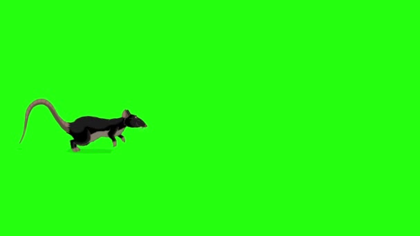 Siyah Sıçan Animasyonu Yönetiyor Canlandırılmış Döngülü Hareket Grafiği Yeşil Ekranda — Stok video