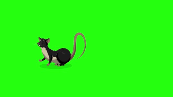 Черная Крыса Засыпает Просыпается Анимированная Графика Loemotion Isolated Green Screen — стоковое видео