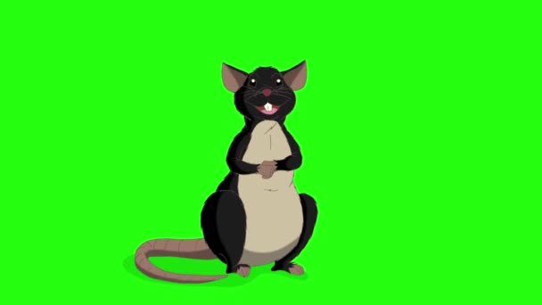 Черная Крыса Сидит Смеется Анимированная Графика Loemotion Isolated Green Screen — стоковое видео