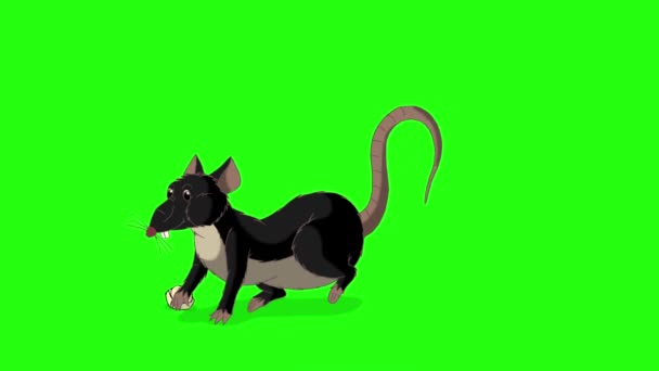 黒ネズミが這い出てチーズを食べる 緑の画面に隔離されたアニメーションループモーショングラフィック — ストック動画
