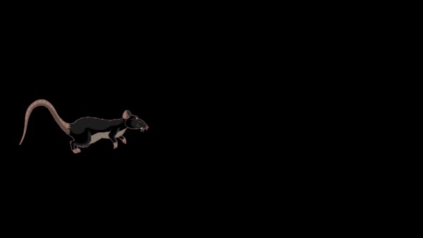 Black Rat Runs Animation Animated Looped Motion Graphic Alpha Channel — Stock Video