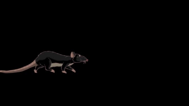 Black Rat Comes Sniffs Leaves Animated Looped Motion Graphic Alpha — Stock Video