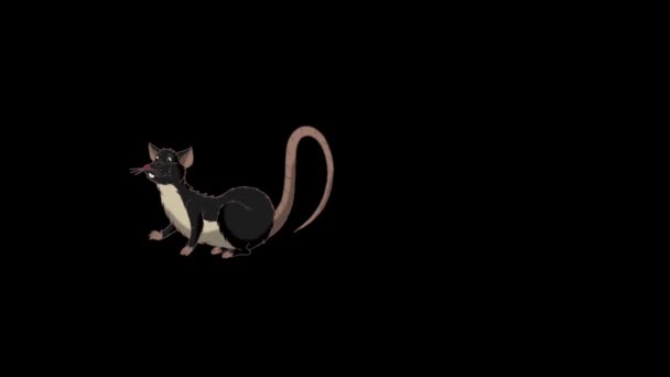 Rat Noir Endort Réveille Graphiques Animés Boucle Avec Canal Alpha — Video