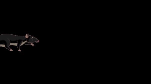 黒いネズミがこっそりとアルファチャンネル付きアニメーションループモーショングラフィック — ストック動画
