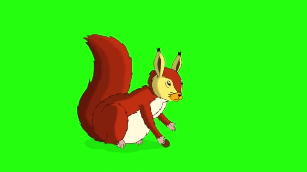 Amerikanisches Rotes Eichhörnchen Sitzt Und Isst Nüsse Isoliert Auf Grünem — Stockvideo