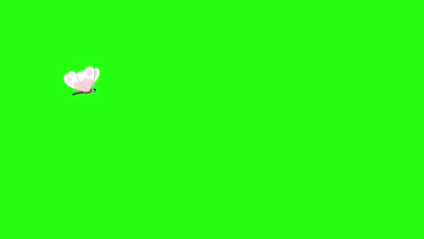 Borboleta Branca Voa Isolada Tela Verde — Vídeo de Stock