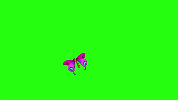 Пурпурно Голубая Бабочка Мухи Изолированы Зеленом Экране — стоковое видео
