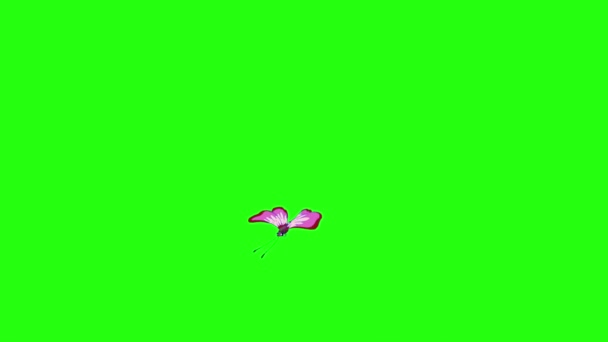 Papillons roses tachetés isolés sur écran vert .