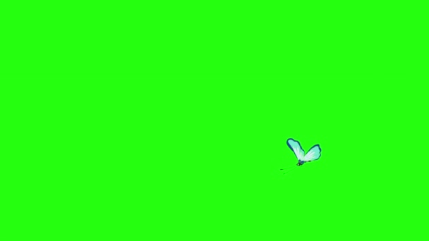 Mariposa Manchada Azul Claro Vuela Aislada Pantalla Verde — Vídeos de Stock