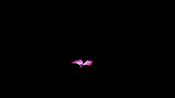 粉红斑斑蝴蝶 通道隔离的动画镜头 — 图库视频影像