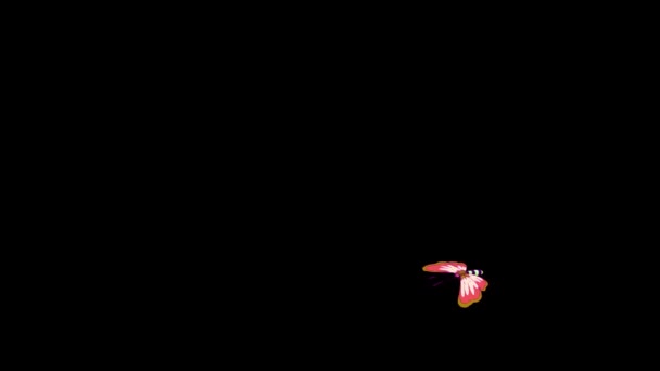 玫瑰点缀蝴蝶 通道隔离的动画镜头 — 图库视频影像