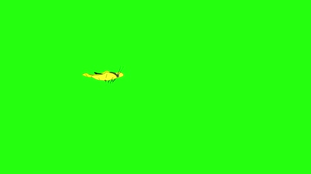 キャベツ黄色の蝶が飛ぶ 緑の画面に隔離されたアニメーションループ映像 — ストック動画