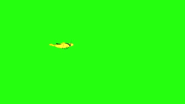 Chou Papillon jaune. Images animées en boucle isolées sur écran vert .