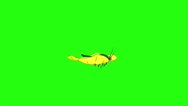 Cabbage Yellow Butterfly Flies Animated Looped Footage Isolated Green Screen — Stock Video