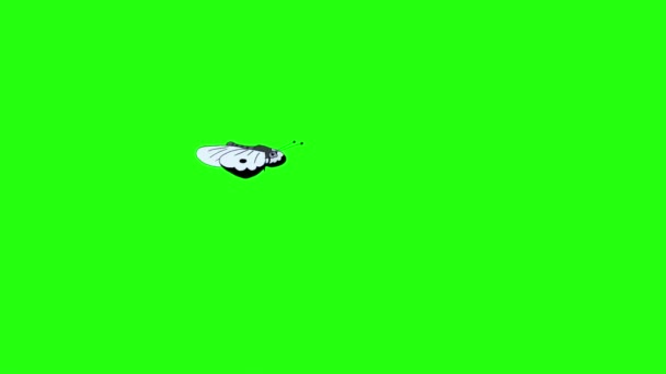 Chou Papillon blanc. Images animées en boucle isolées sur écran vert .
