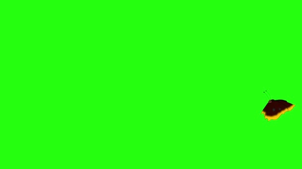 Mariposa Rayas Marrones Vuela Imágenes Animadas Bucle Aisladas Pantalla Verde — Vídeos de Stock