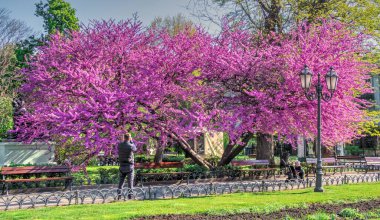 Odessa, Ukrayna 28.04.2020. Ukrayna 'nın Odessa şehrinin bahçesinde güneşli bir nisan sabahı açan bahar ağaçları.