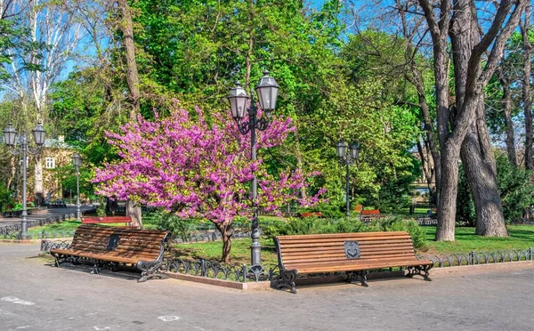 Odesa Ucrania 2020 Los Árboles Con Flores Primavera Jardín Ciudad — Foto de Stock