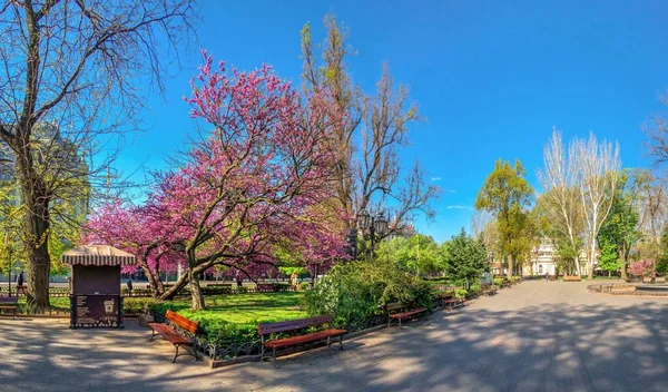 Odesa Ucrania 2020 Los Árboles Con Flores Primavera Jardín Ciudad — Foto de Stock