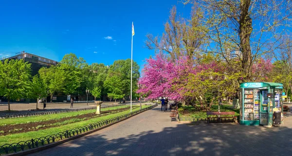 Odessa Ukraina 2020 Wiosna Kwitnące Drzewa Ogrodzie Miejskim Odessa Ukraina — Zdjęcie stockowe