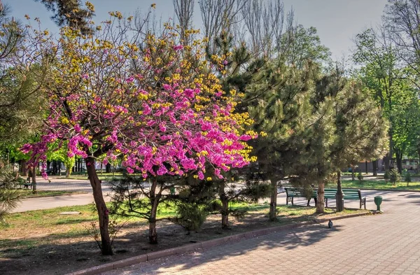 Odesa Ucrania 2020 Los Árboles Con Flores Primavera Jardín Ciudad —  Fotos de Stock