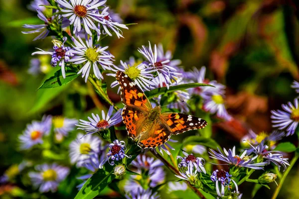 Bemalte Schmetterlingsdame Auf Friedhofsfeldern Blauer Grat Parkway — Stockfoto