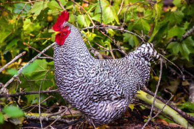 Oconaluftee Ziyaretçi Merkezi 'ndeki Dominique Chicken, Newfound Gap Rd, Cherokee, Kuzey Carolina