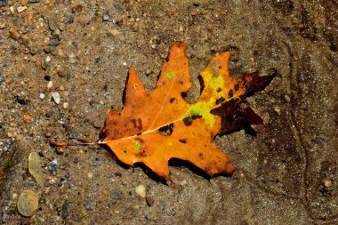 Split Rock Falls Elizabethtown, New York 'ta Turuncu, Sarı ve Kahverengi Yaprak Suyun Altında