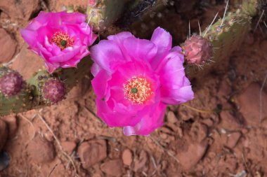 Capitol Resif Ulusal Parkı, Fruita, Utah, Usa 'daki Kaktüs Çiçeği, Kaktüs Armudu (Opuntia Ficus-Indica)