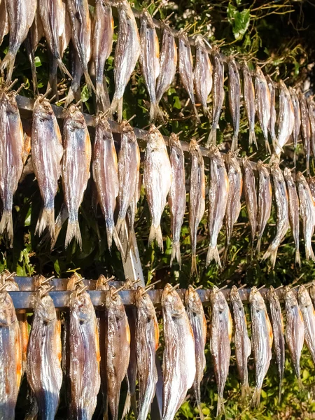 Peixe típico chamado misultina — Fotografia de Stock