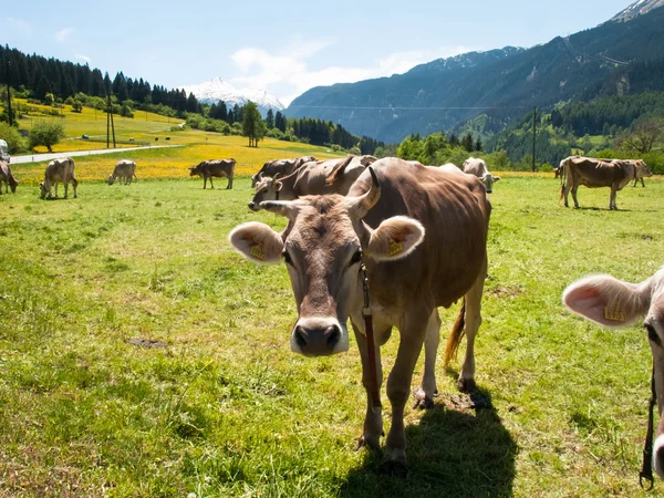 Cows grazing next to the farm — Stock Photo, Image