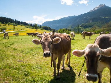Yanındaki çiftliğin otlayan inekler.