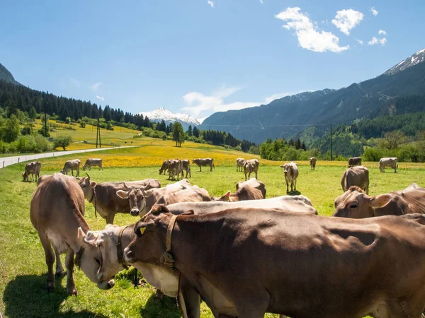 Mucche al pascolo accanto alla fattoria . — Foto Stock