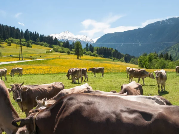 Коровы пасутся рядом с фермой — стоковое фото