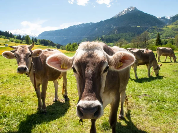 Vacas que pastan junto a la granja — Foto de Stock