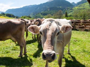 Yanındaki çiftliğin otlayan inekler