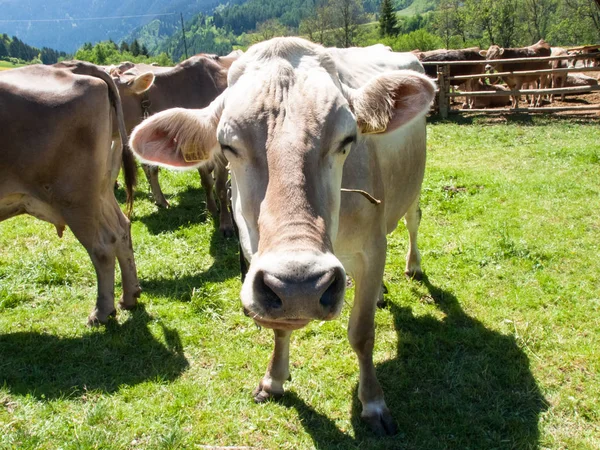 Vacas pastando junto a la granja — Foto de Stock