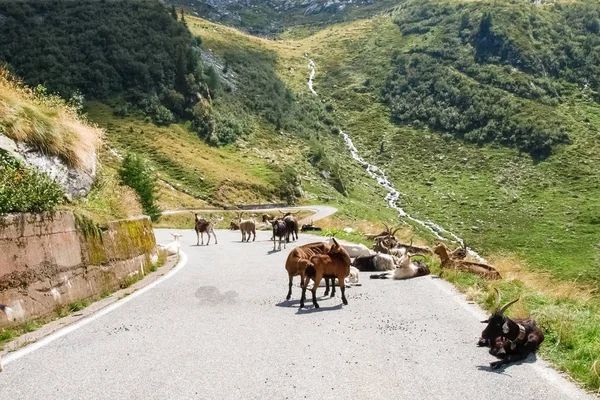 dağ keçileri dağ keçileri pass yolda dinlenme