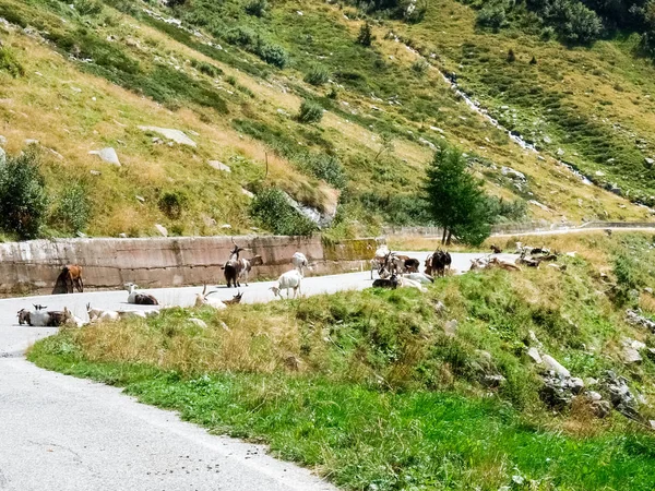 Горные козы горные козы отдыхают на проезжей части — стоковое фото