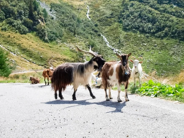 Mountain goats mountain goats resting on the pass road — Stock Photo, Image