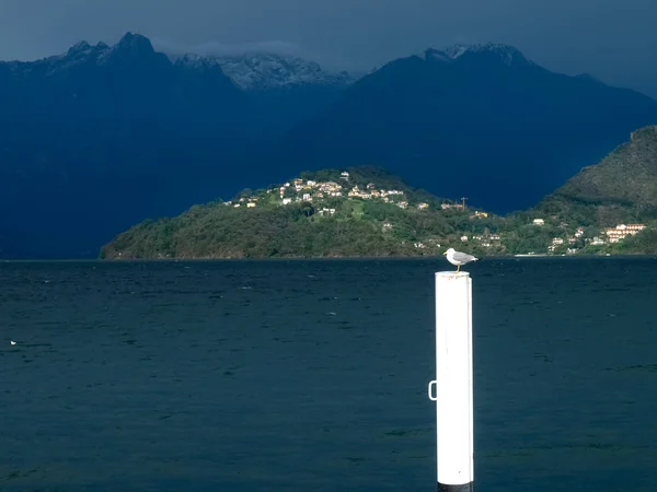 Seagull resting on the pole of the pier. — Stock Photo, Image