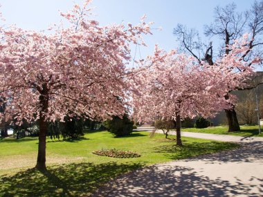 Ciani parkının panoramik görünüm