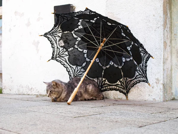 Katt som vilar under ett paraply — Stockfoto